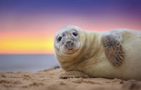 Seal and sea lion tour marina del rey 